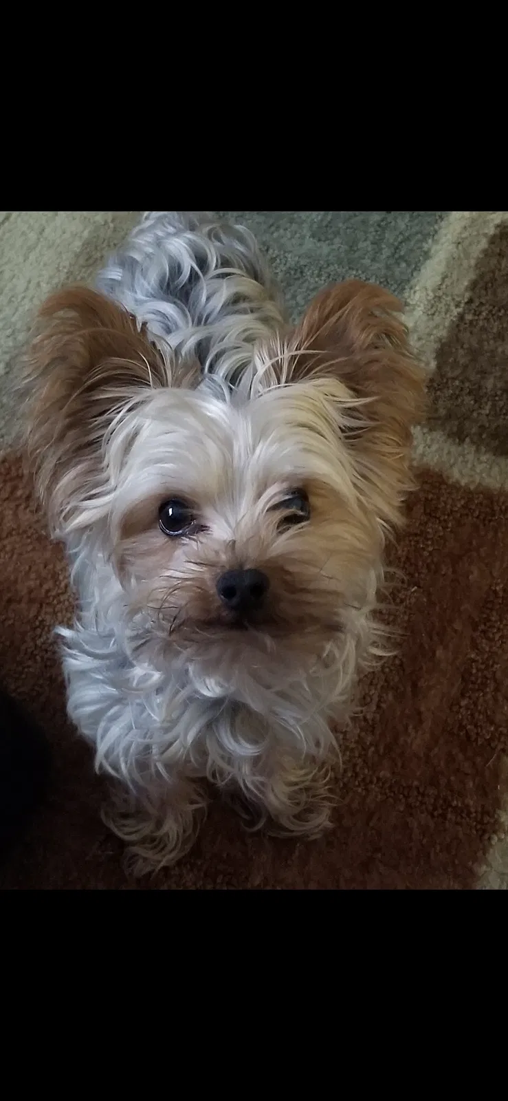 Lost dog in New Orleans, LA, 70117