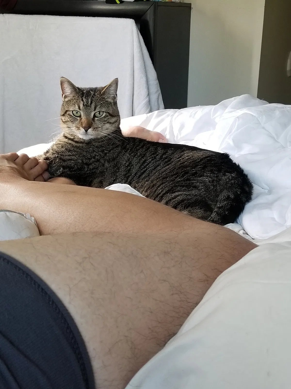 Lost cat in San Diego, CA, 92111