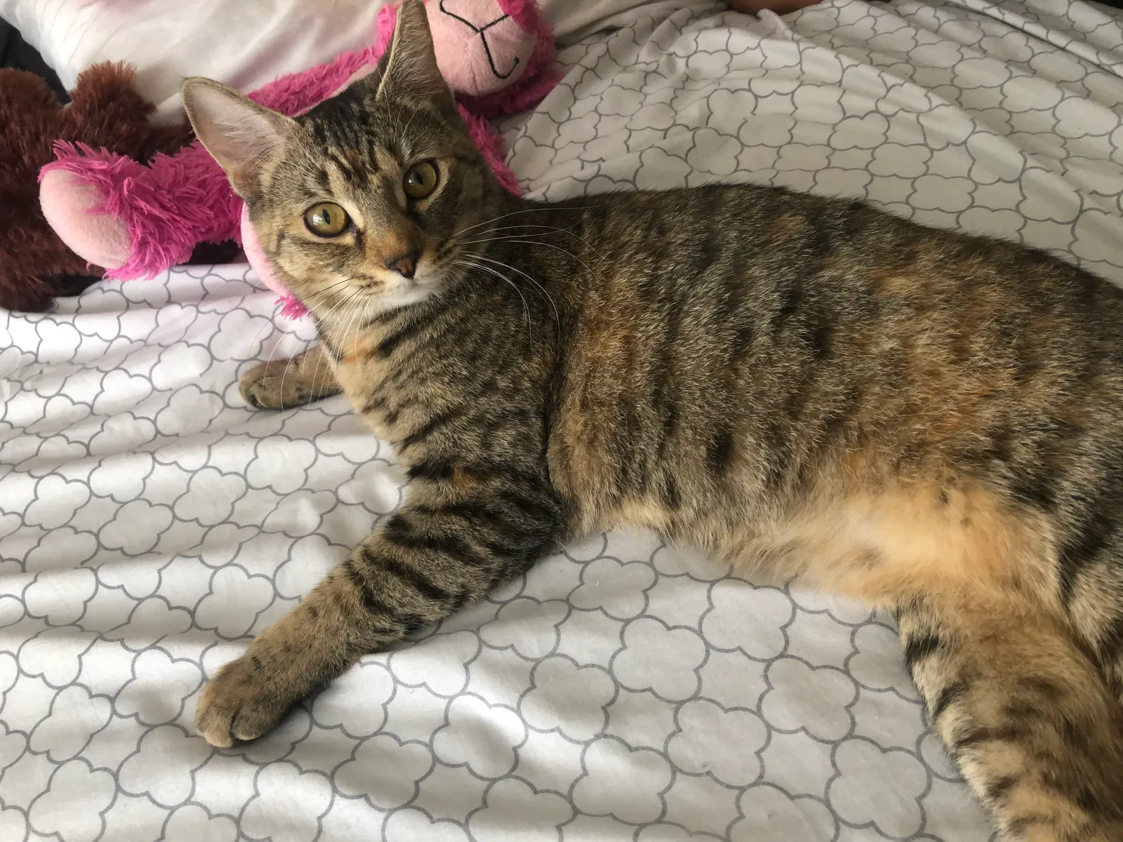 Lost cat in Oviedo, FL, 32765