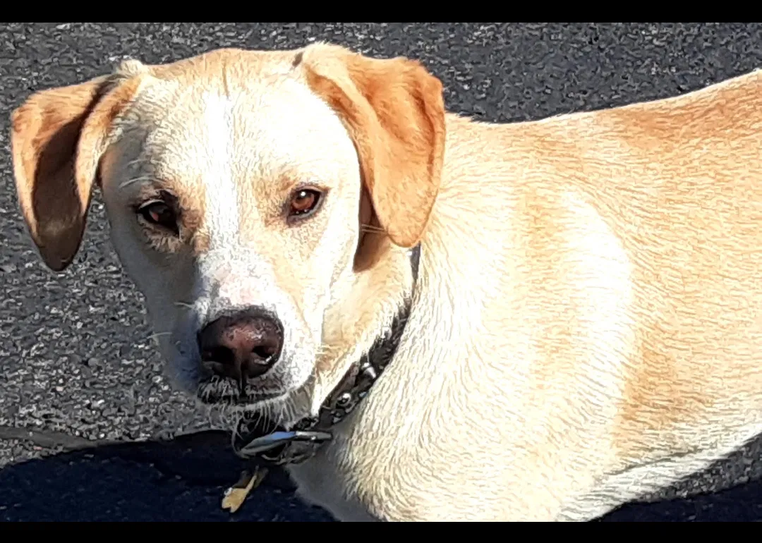 Lost dog in Odessa, TX, 79763