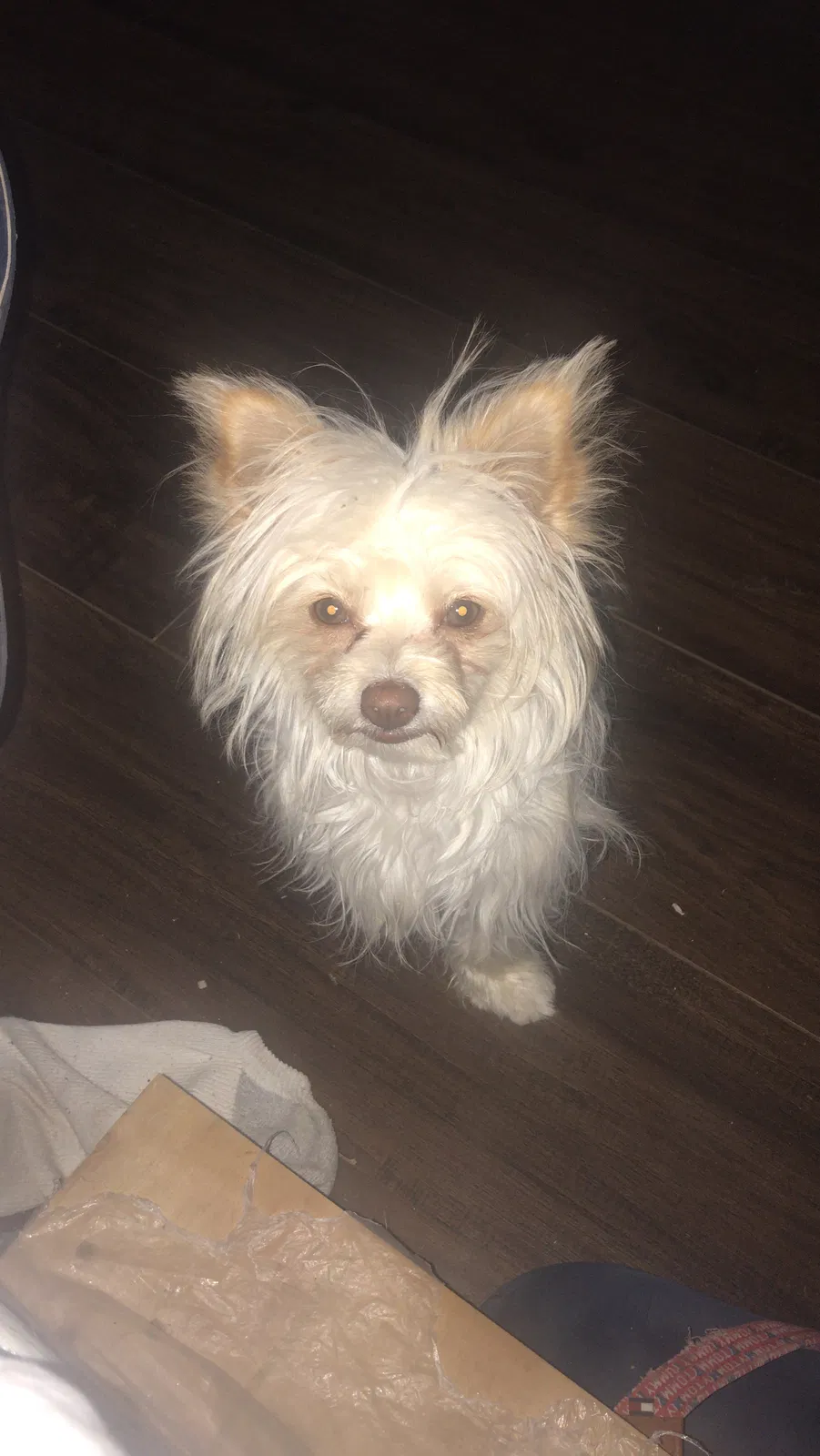 Lost dog in Tucson, AZ, 85756
