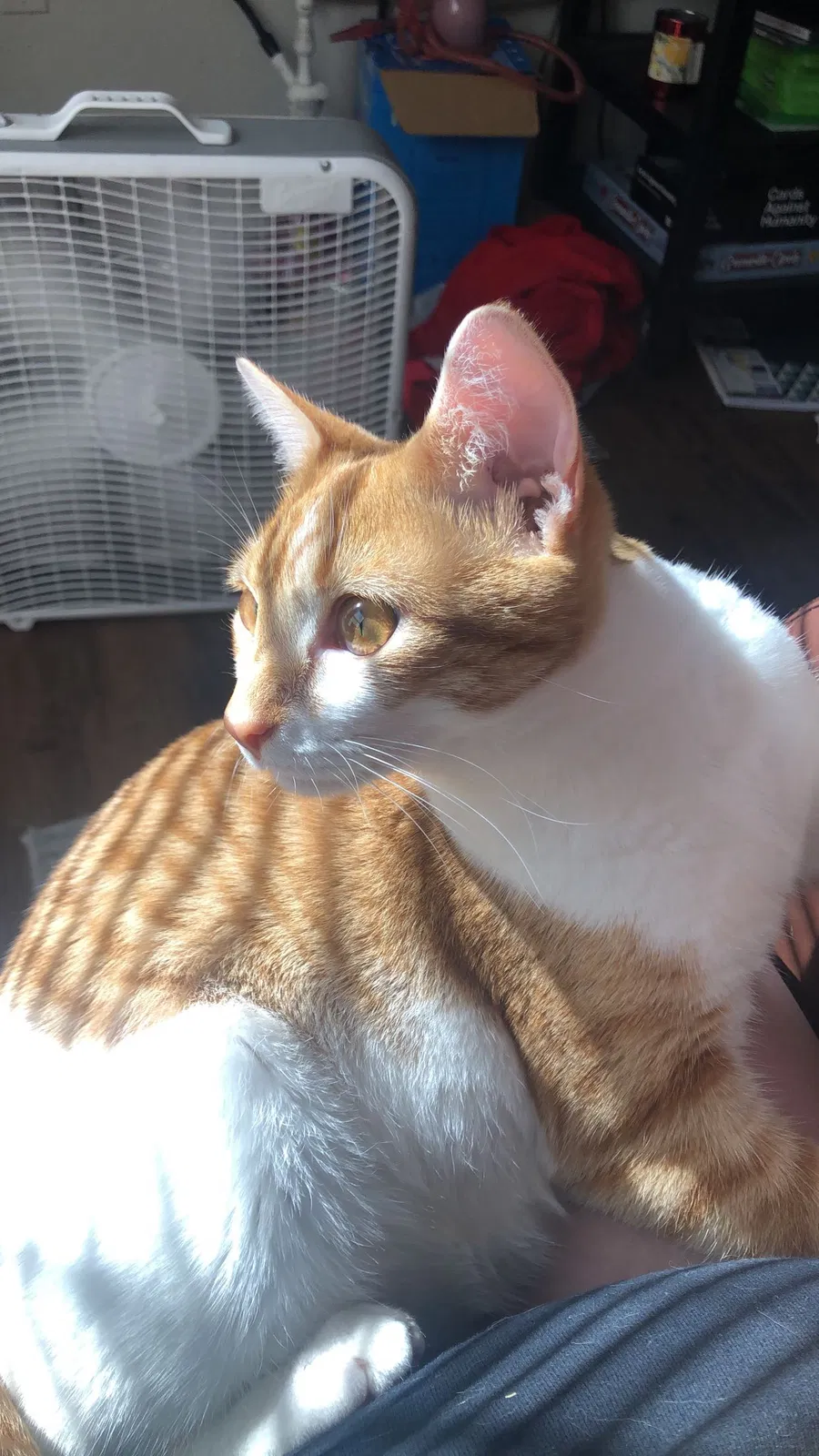 Lost cat in Greenville, NC, 27858