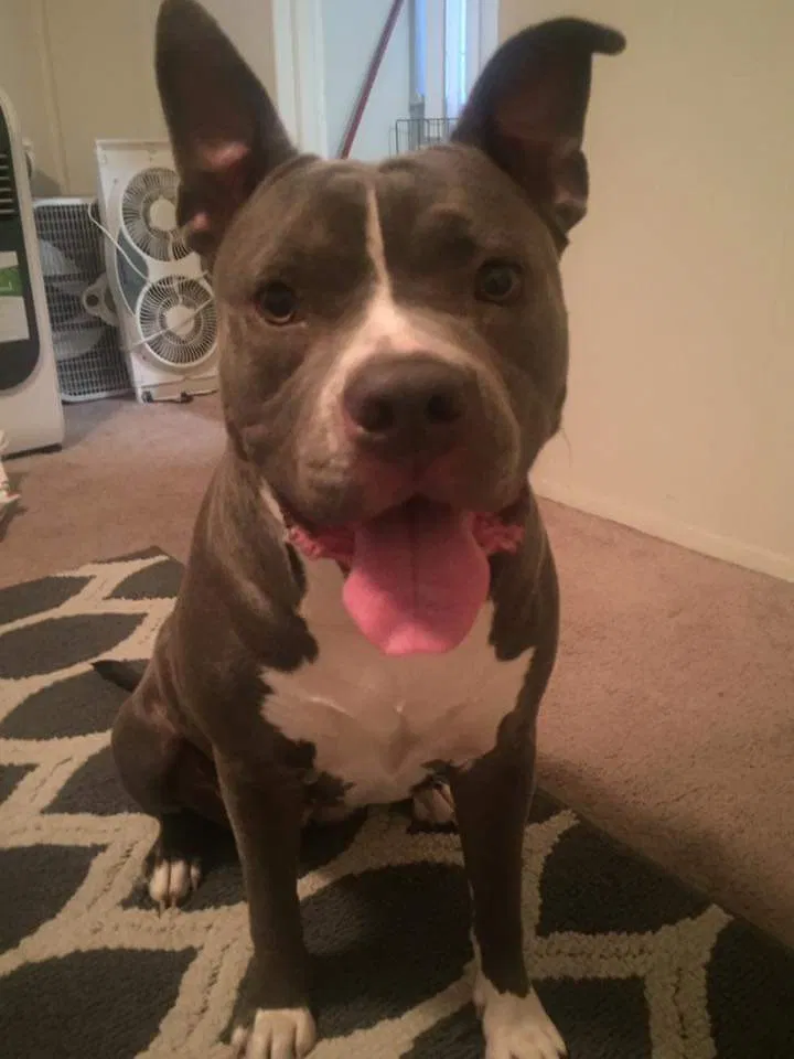 Lost dog in Yuma, AZ, 85364
