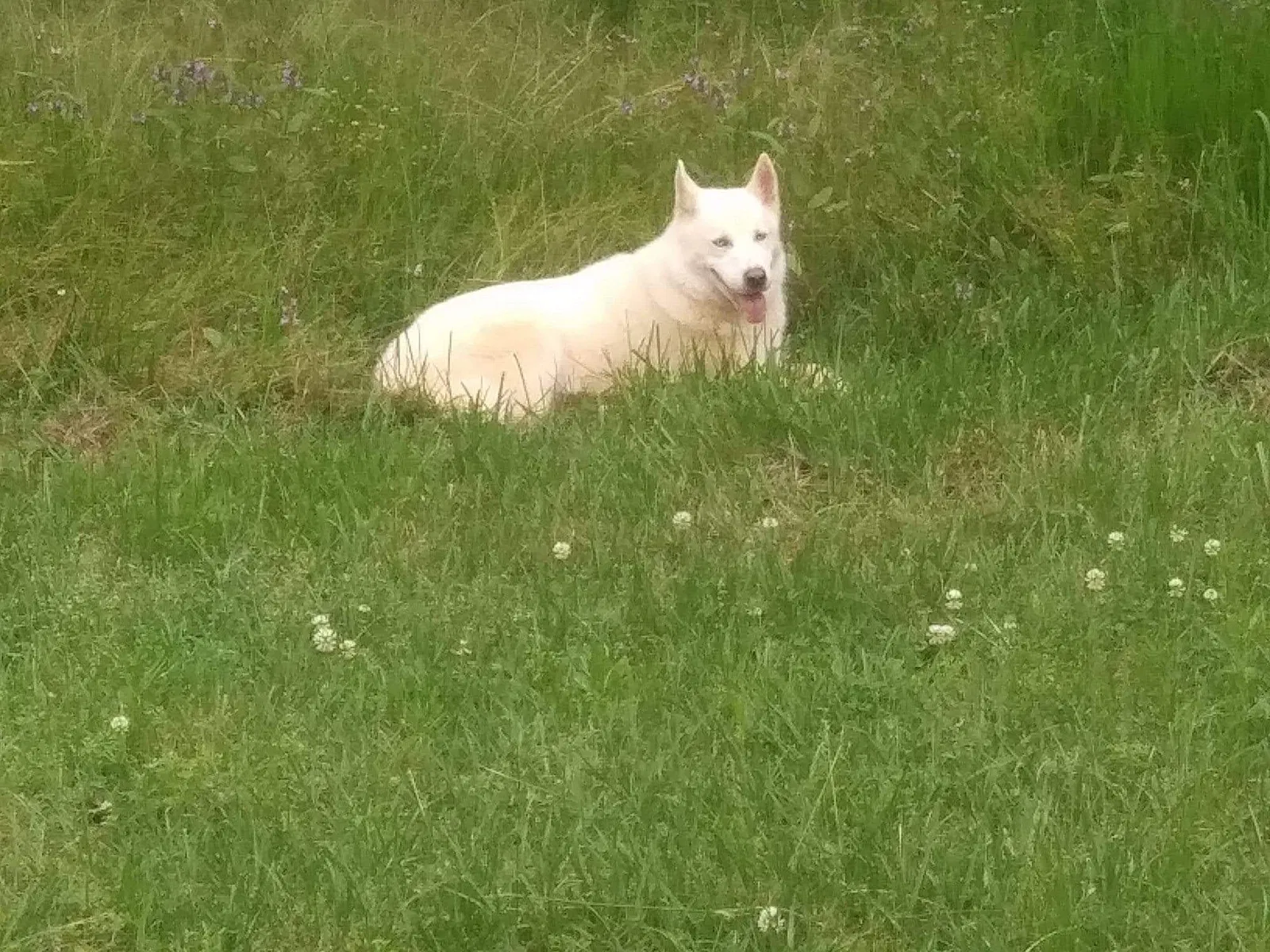 Missing Dog