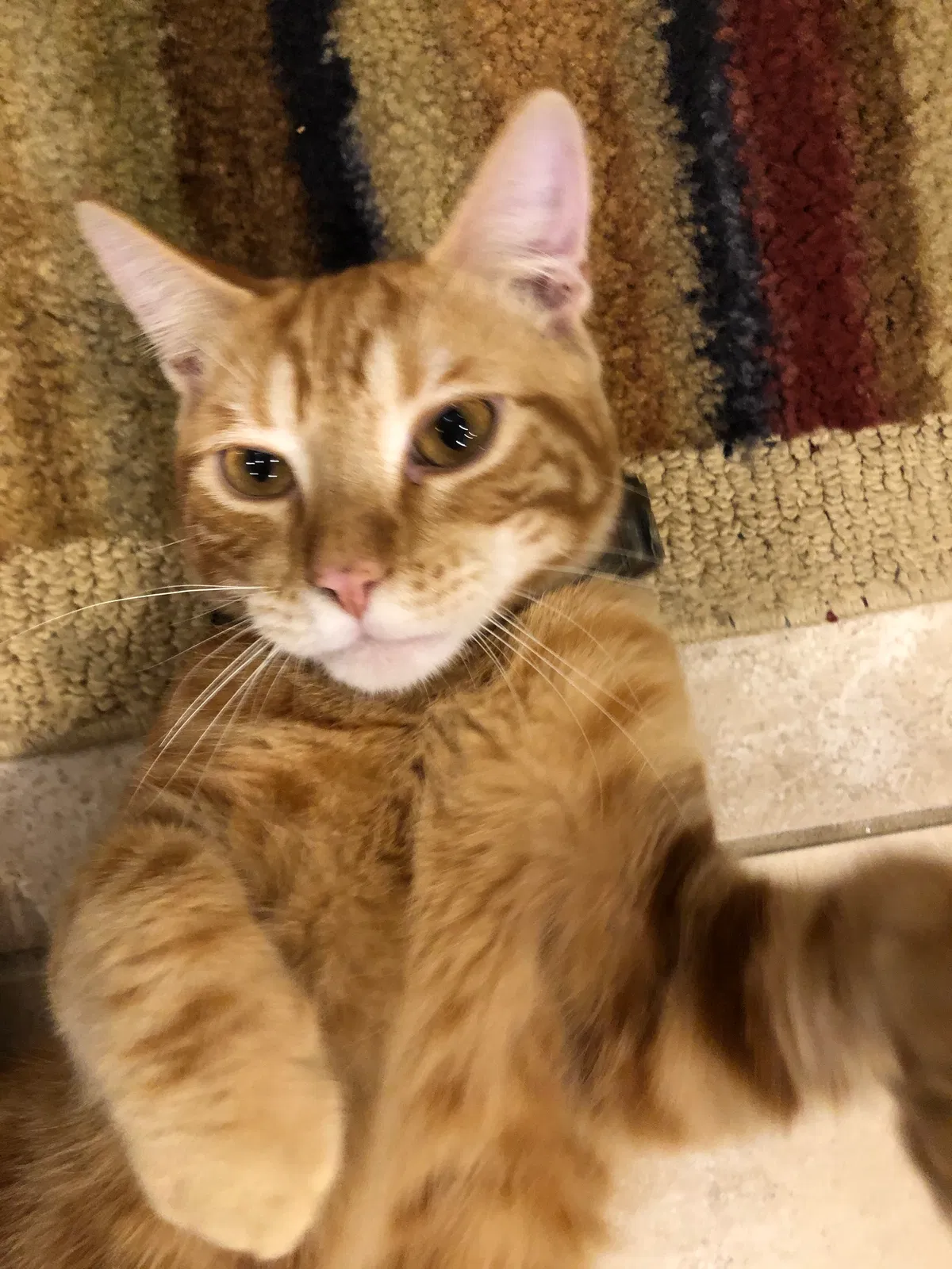 Lost cat in Madisonville, LA, 70447