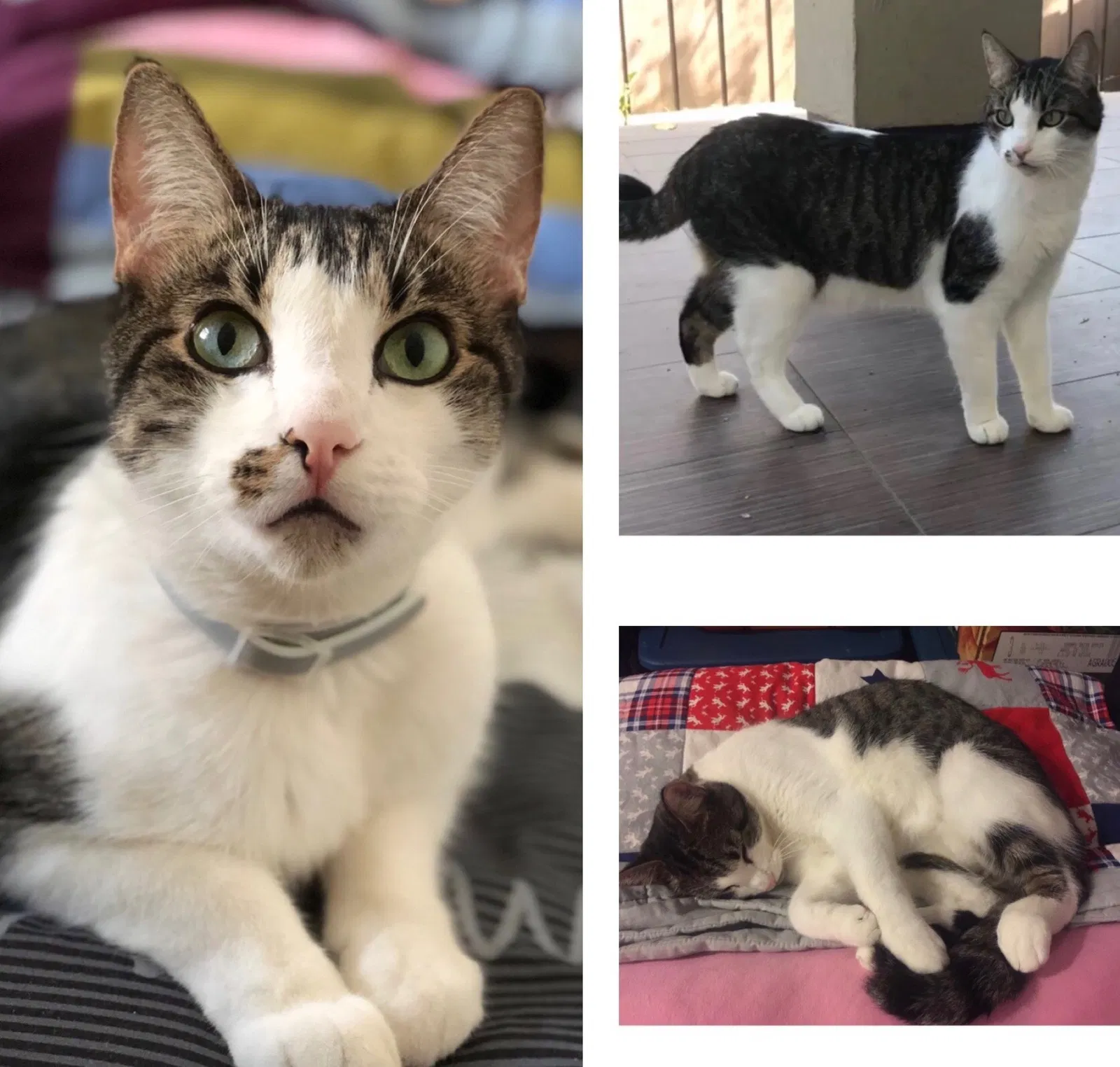 Lost cat in Cupertino, CA, 95014