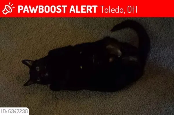 Lost cat in Toledo, OH, 43615