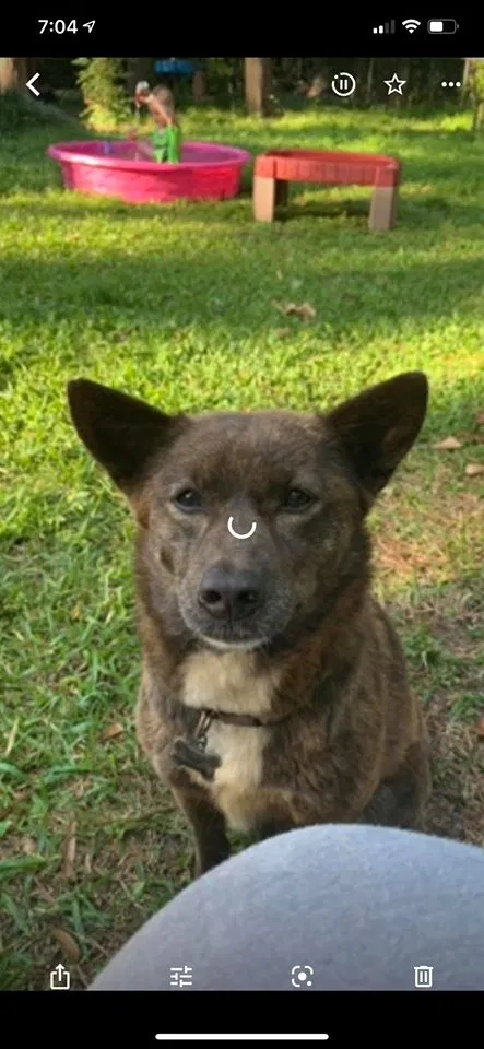 Lost dog in Longview, TX, 75602