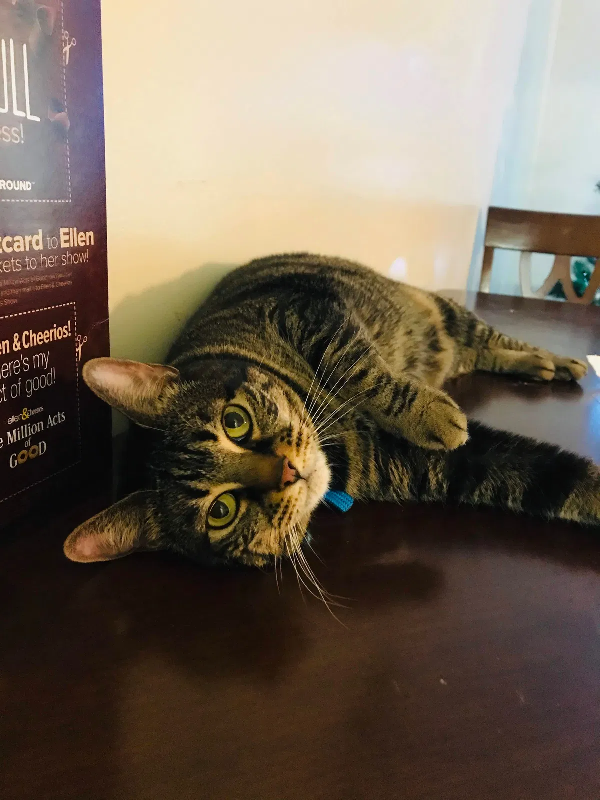 Lost cat in Jacksonville, FL, 32218