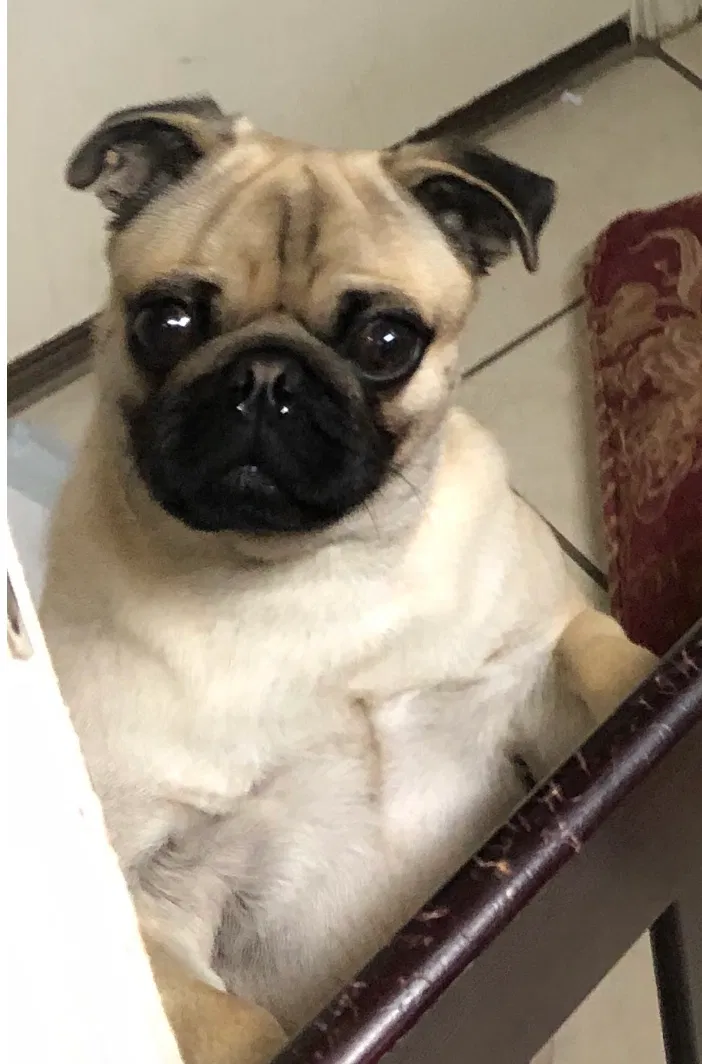 Lost dog in Edinburg, TX, 78542