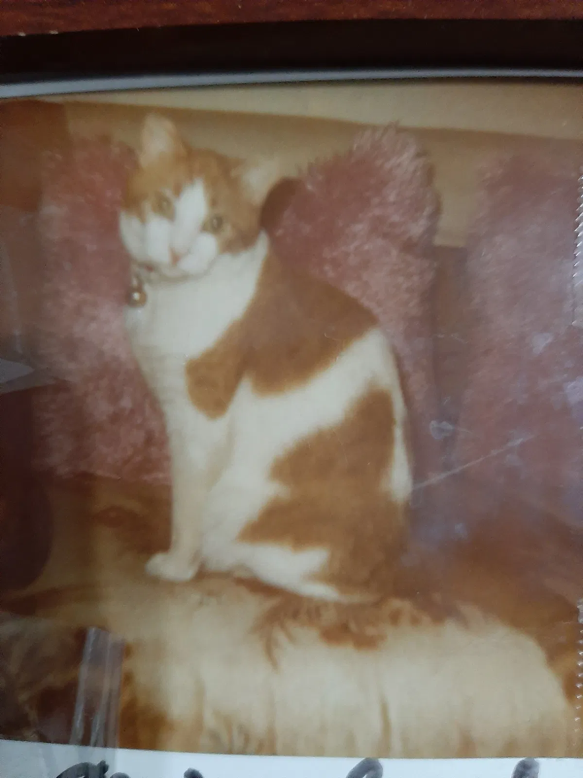 Lost cat in Dearborn Heights, MI, 48127