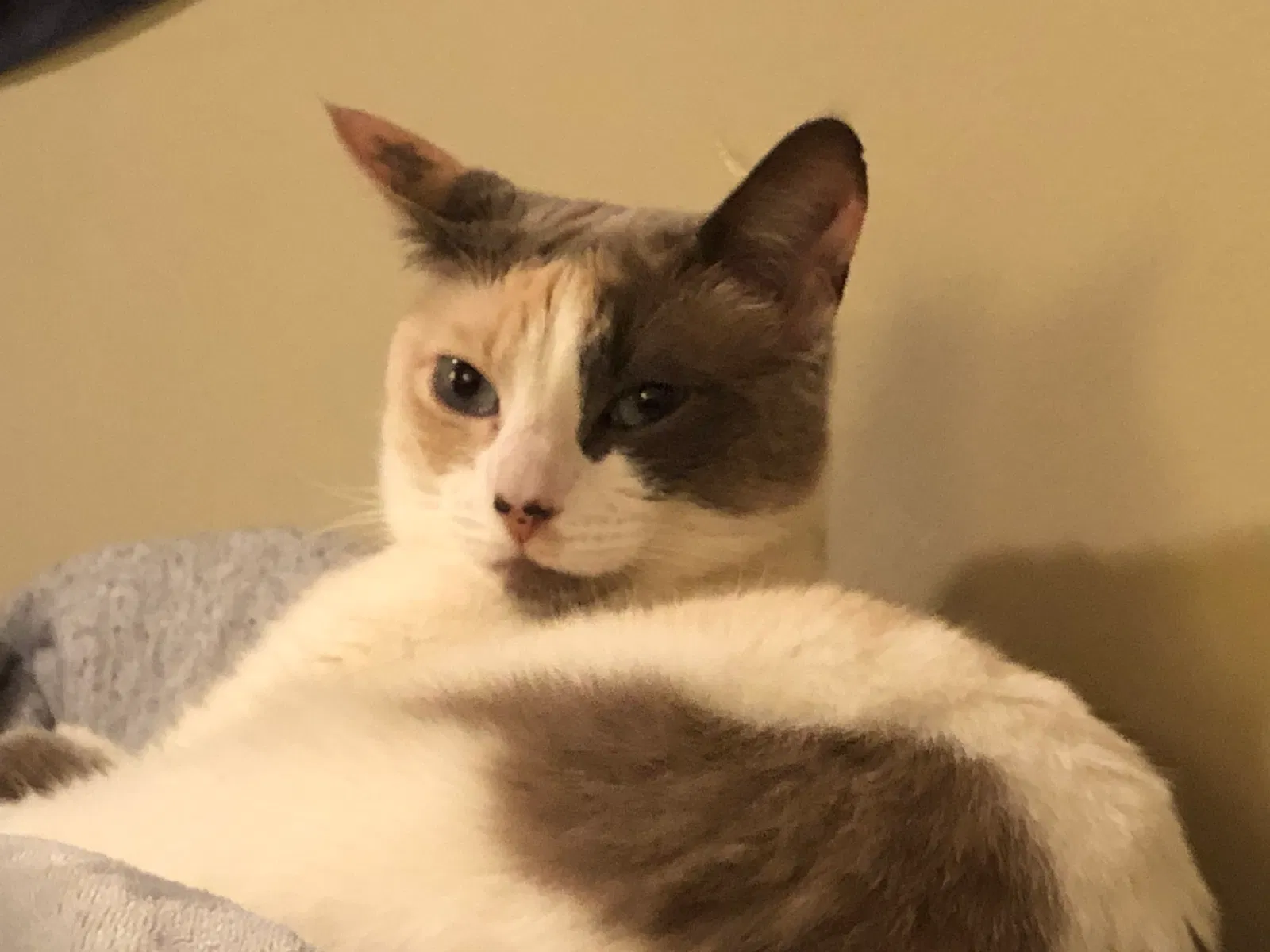 Lost cat in Bakersfield, CA, 93306