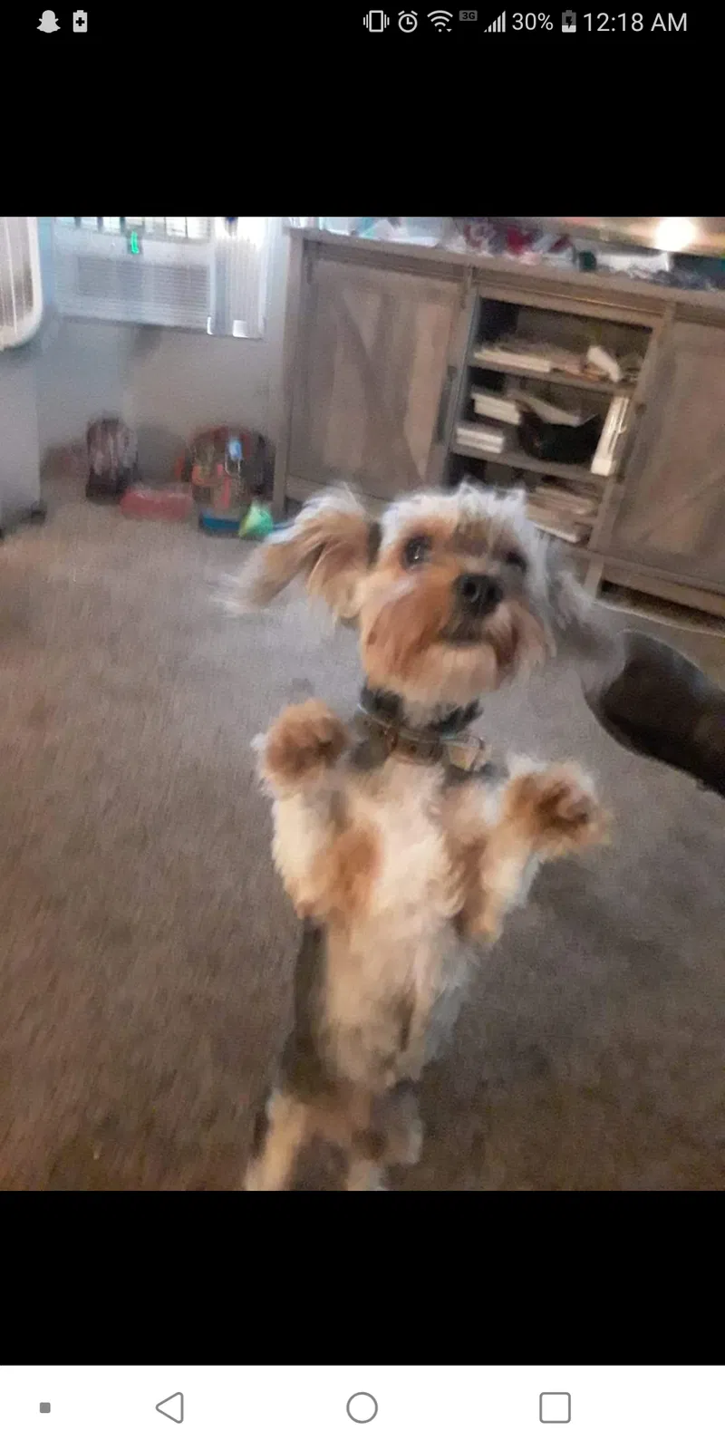 Lost dog in Minerva, OH, 44657
