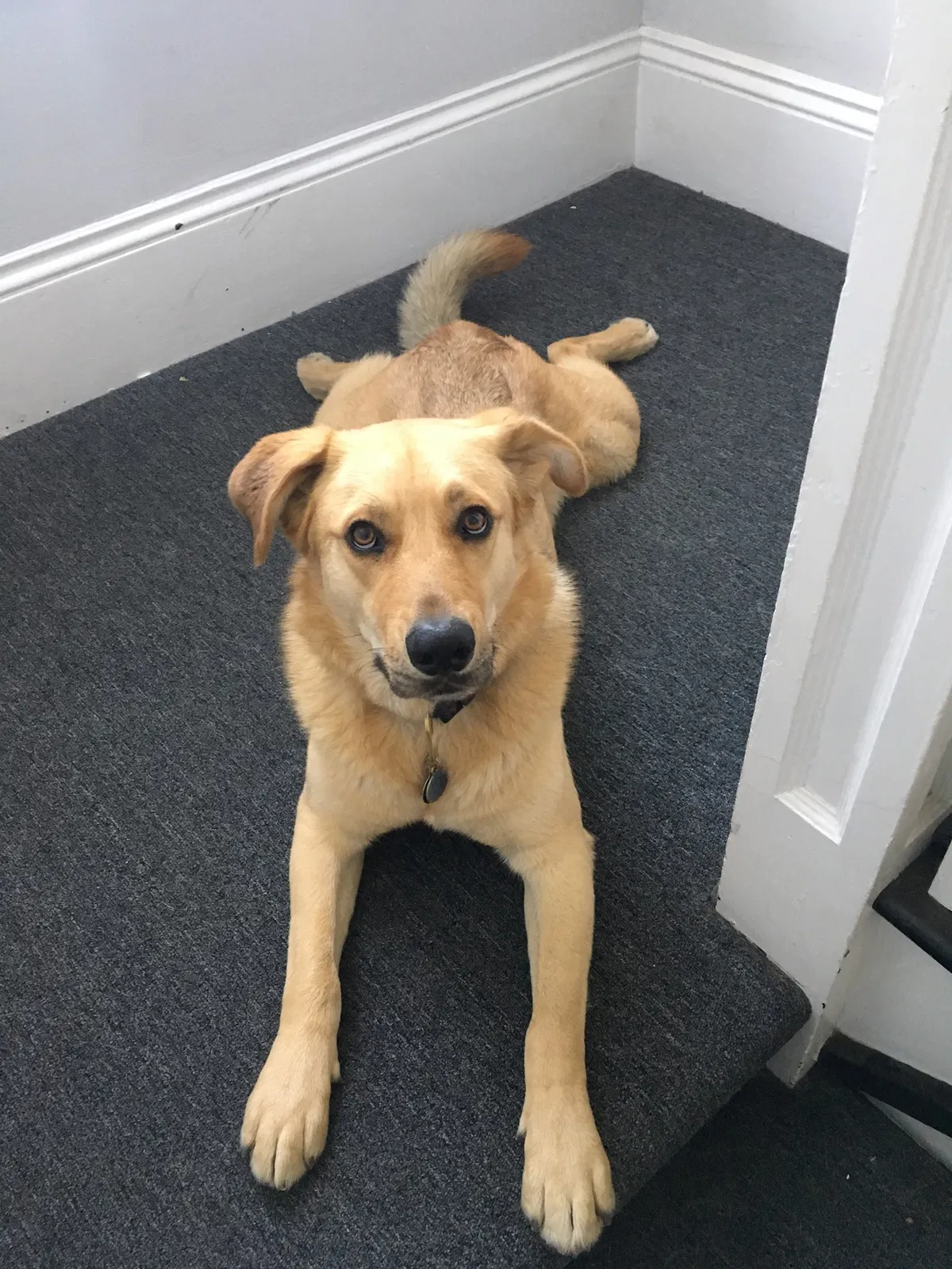 Lost dog in Santa Cruz, CA, 95060
