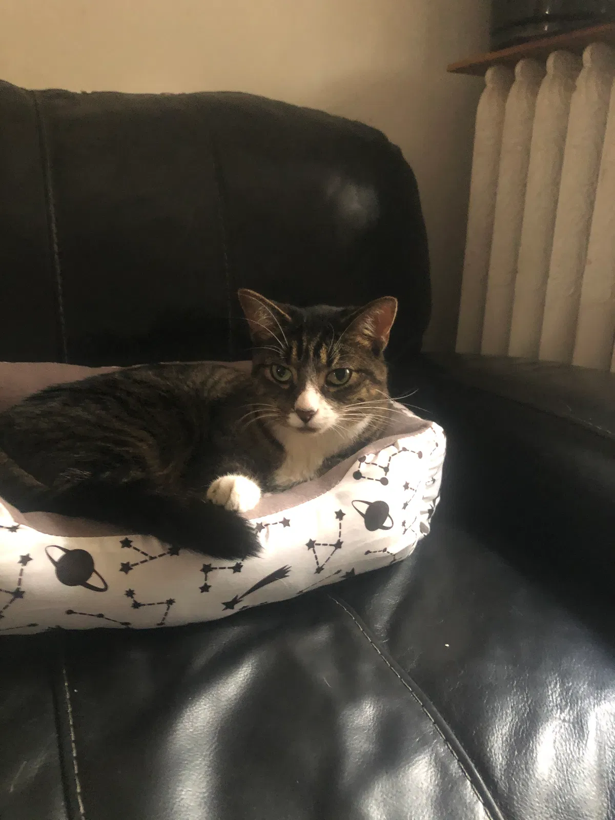 Lost cat in Chicago, IL, 60623