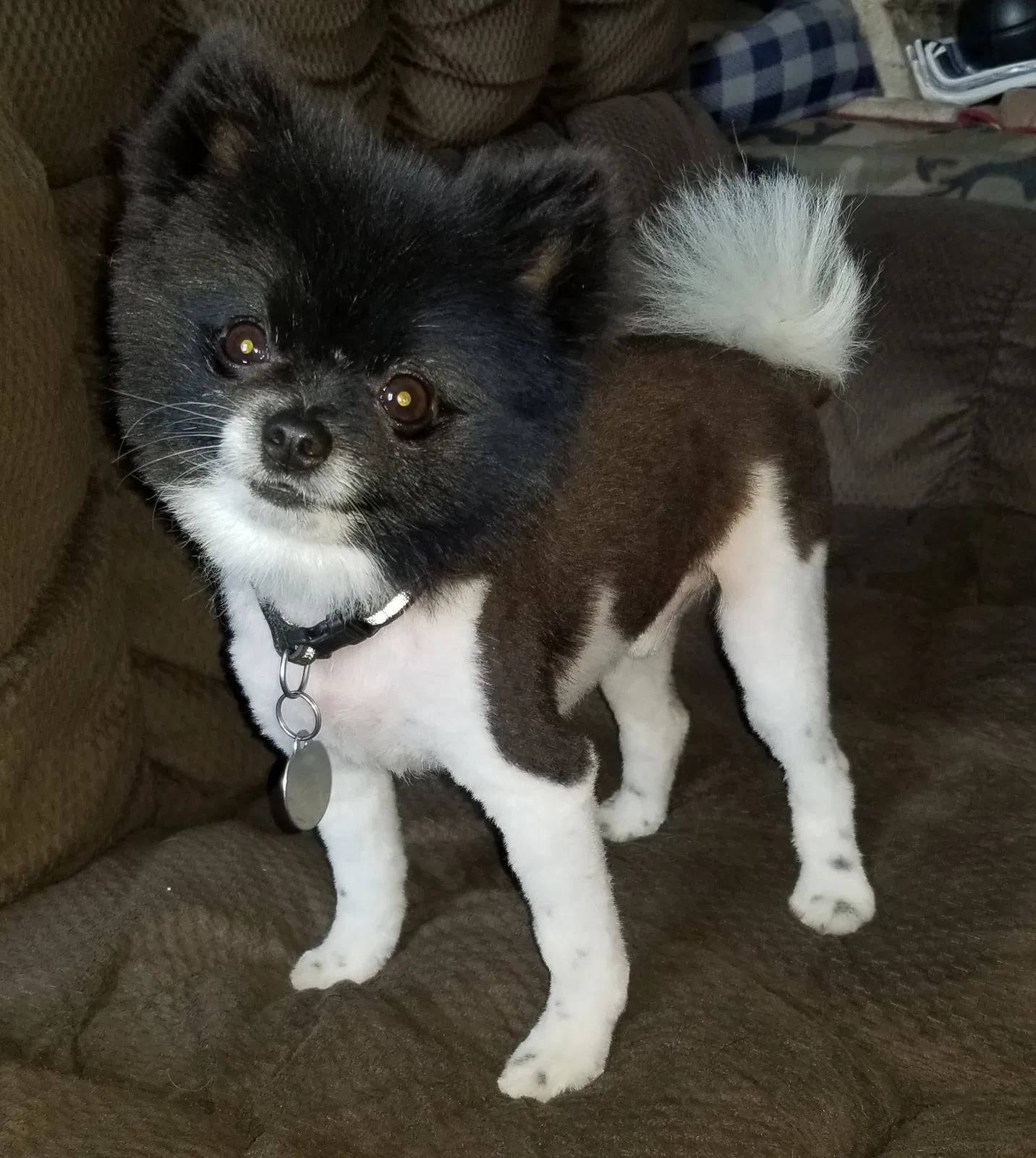 Lost dog in Stacy, MN, 55079