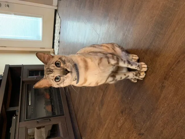Lost cat in Jacksontown, OH, 43030