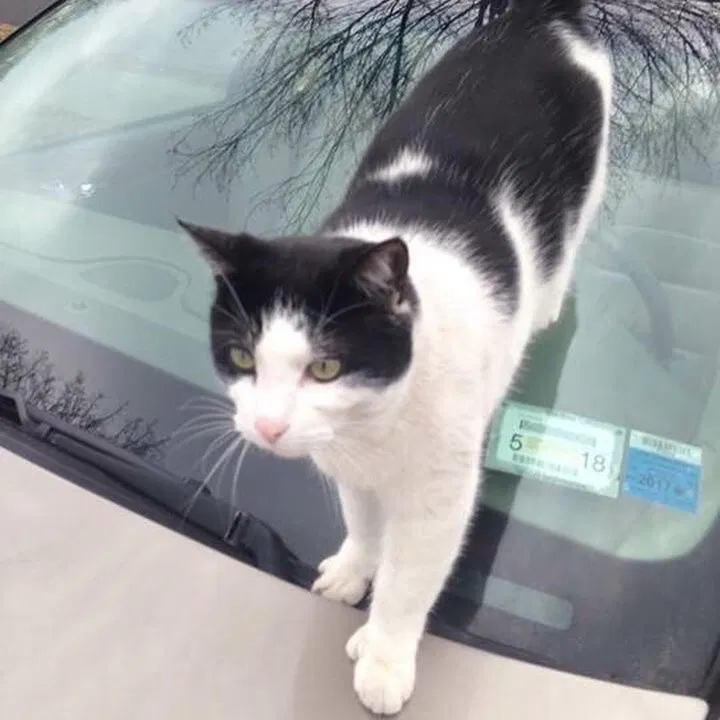 Lost cat in Rochester, NY, 14609