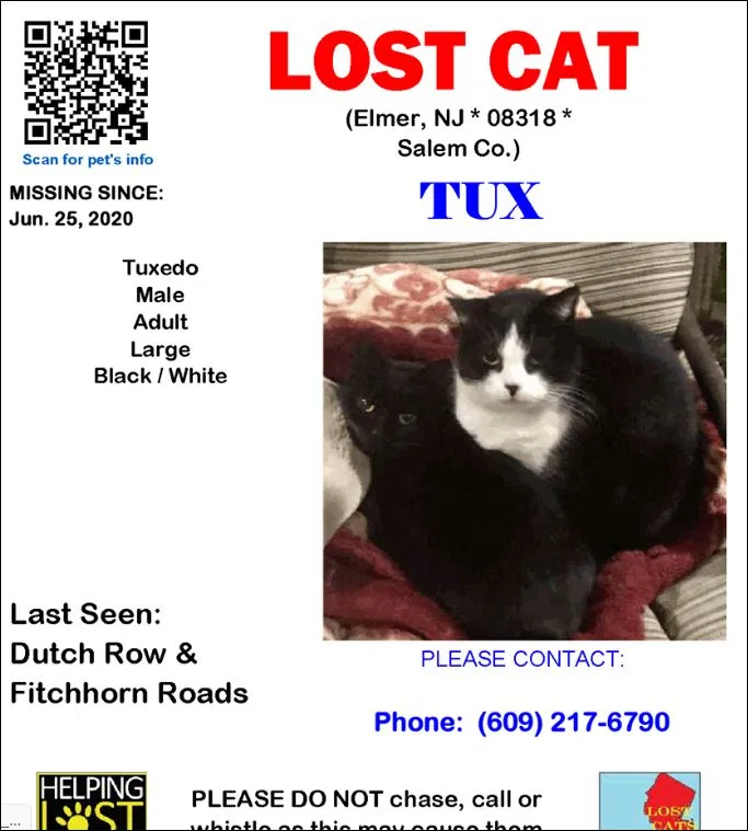Lost cat in Monroeville, NJ, 8343