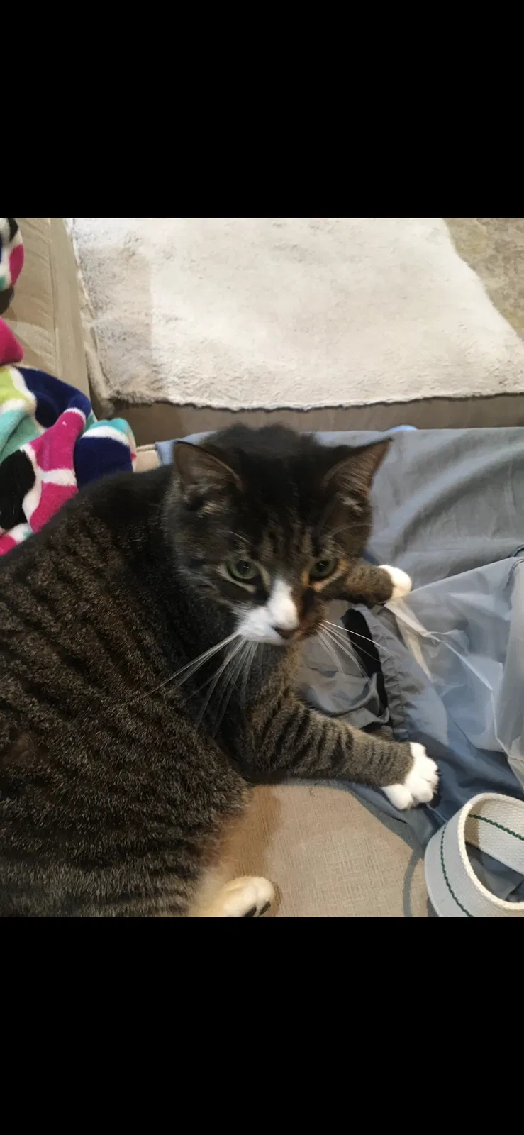 Lost cat in Mount Airy, MD, 21771
