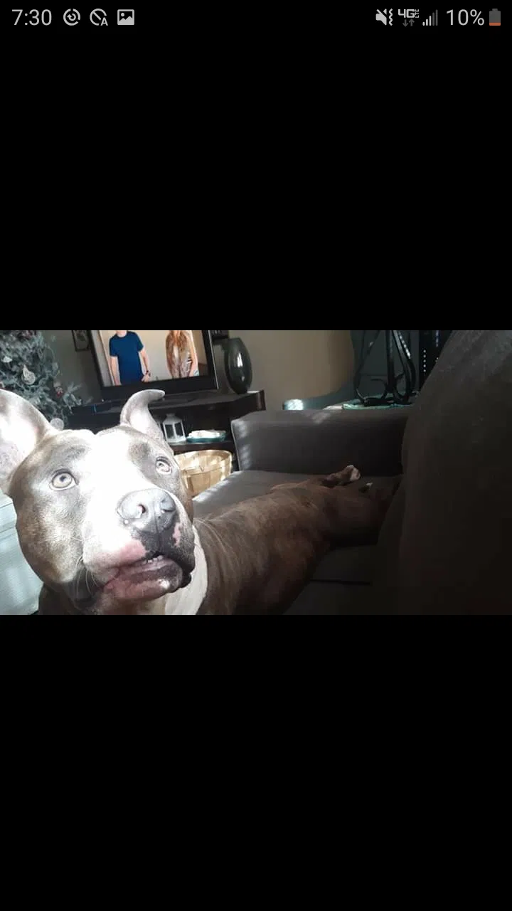 Lost dog in Knoxville, TN, 37909