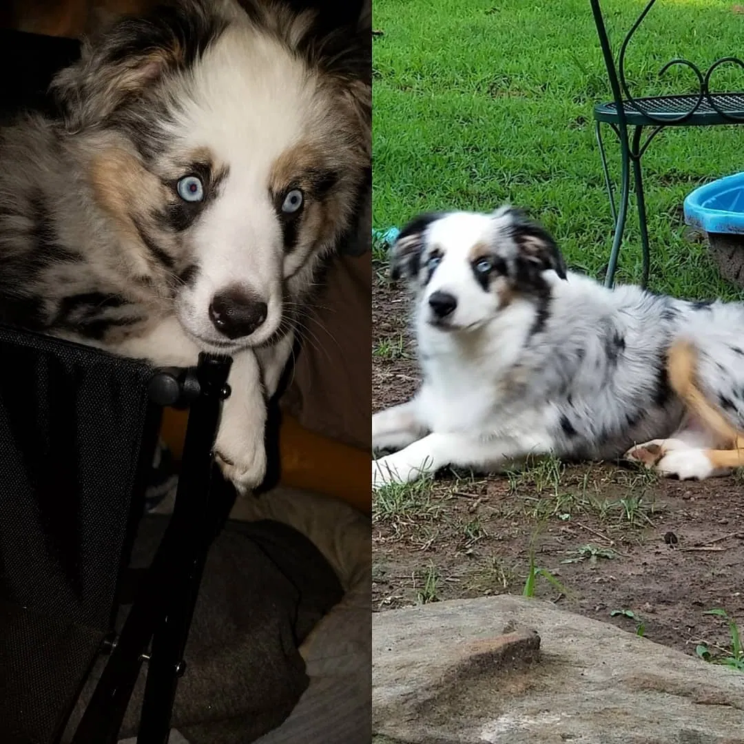 Lost dog in Claremore, OK, 74017