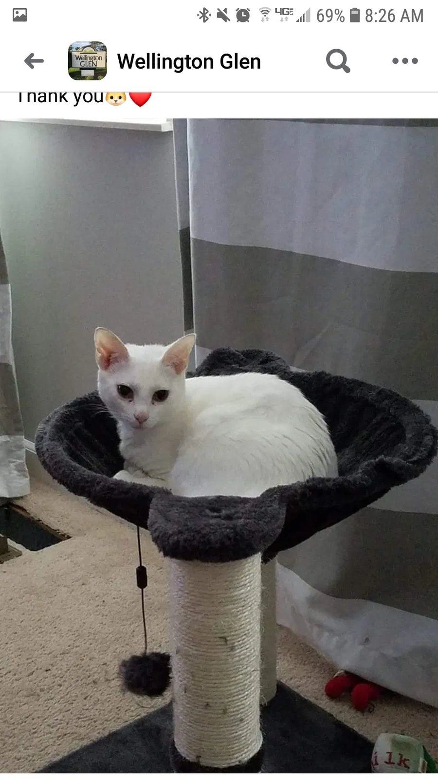 Lost cat in Columbus, OH, 43230