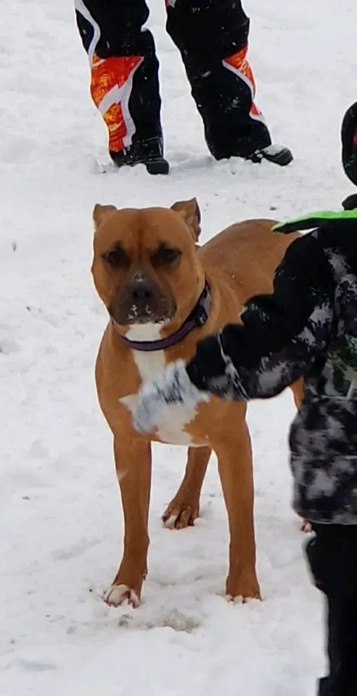 Lost dog in Brook Park, MN, 55007