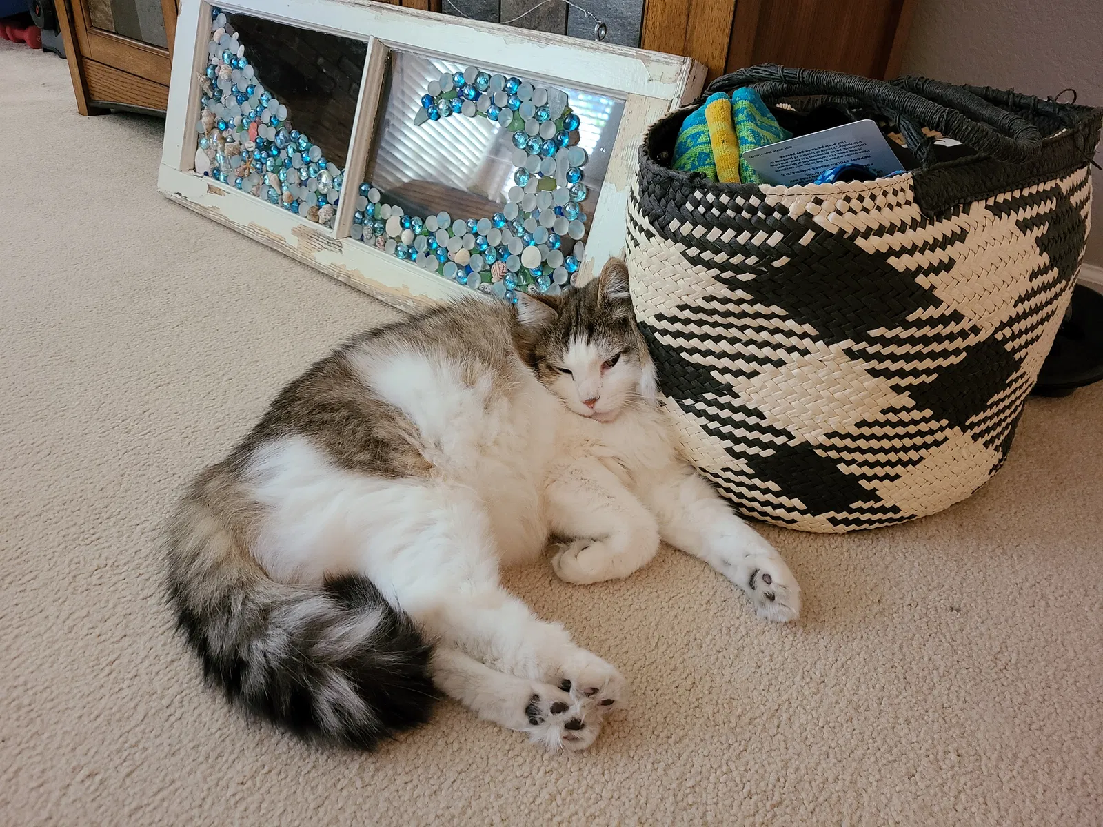 Lost cat in Roseville, CA, 95747