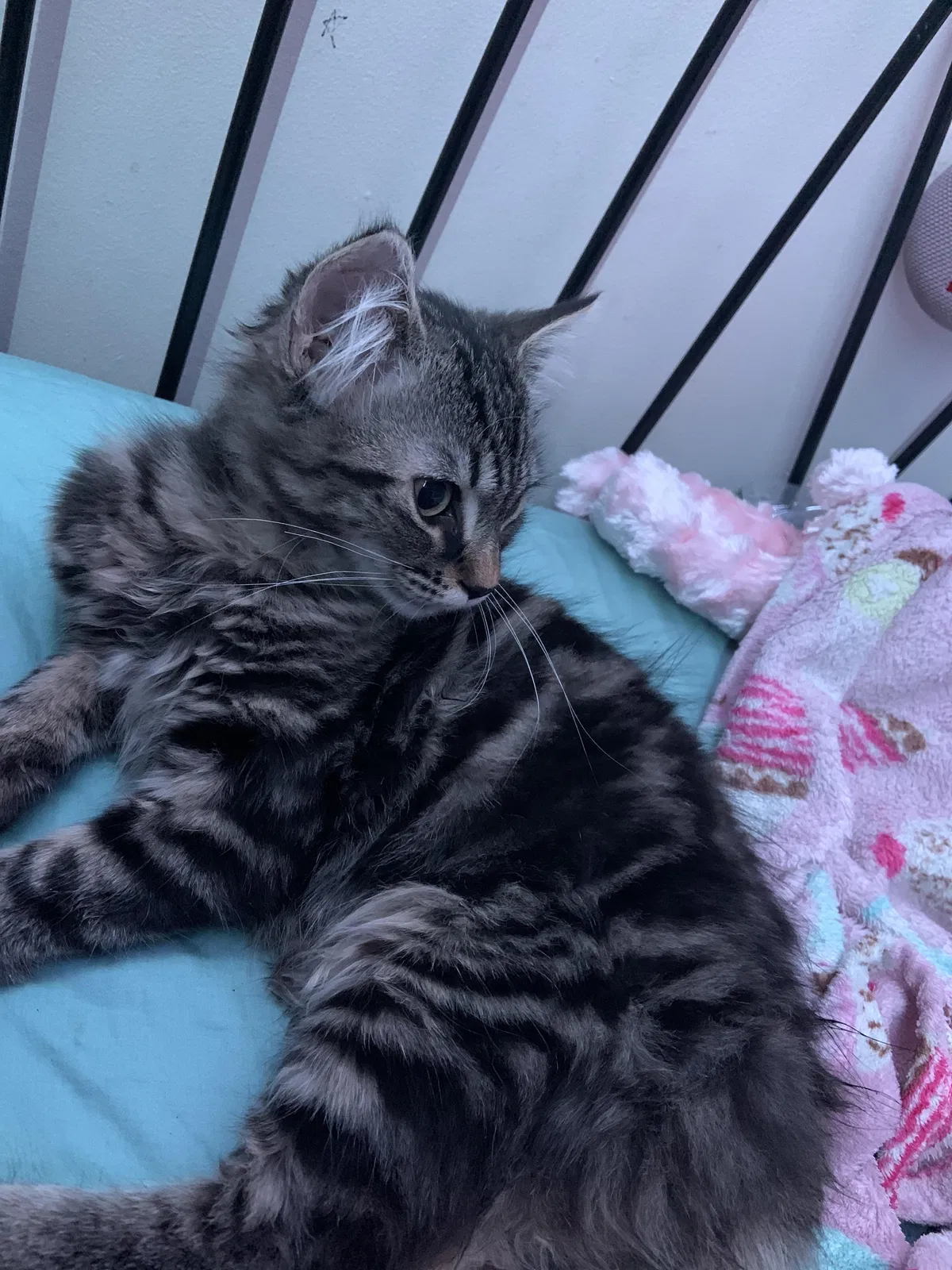 Lost cat in Lynn, MA, 1904