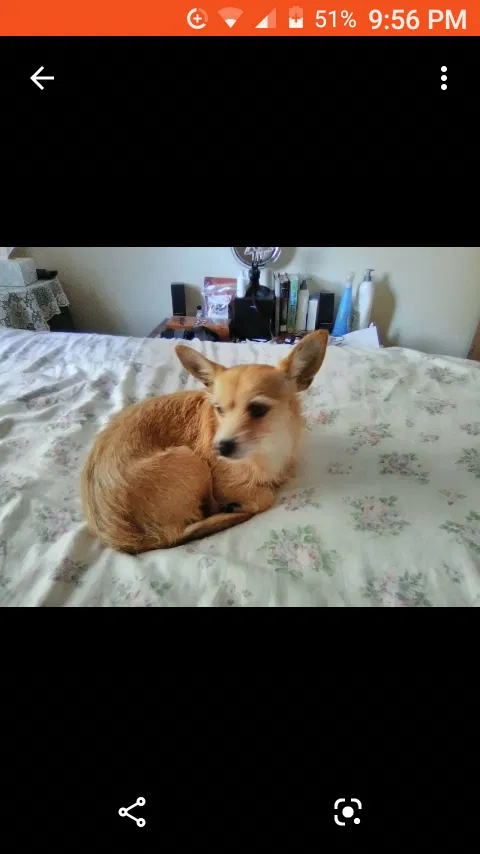 Lost dog in New London, OH, 44851