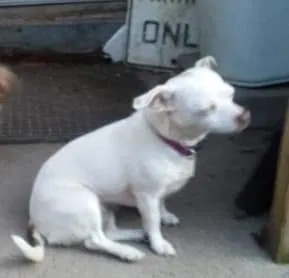 Lost dog in Glennville, GA, 30427