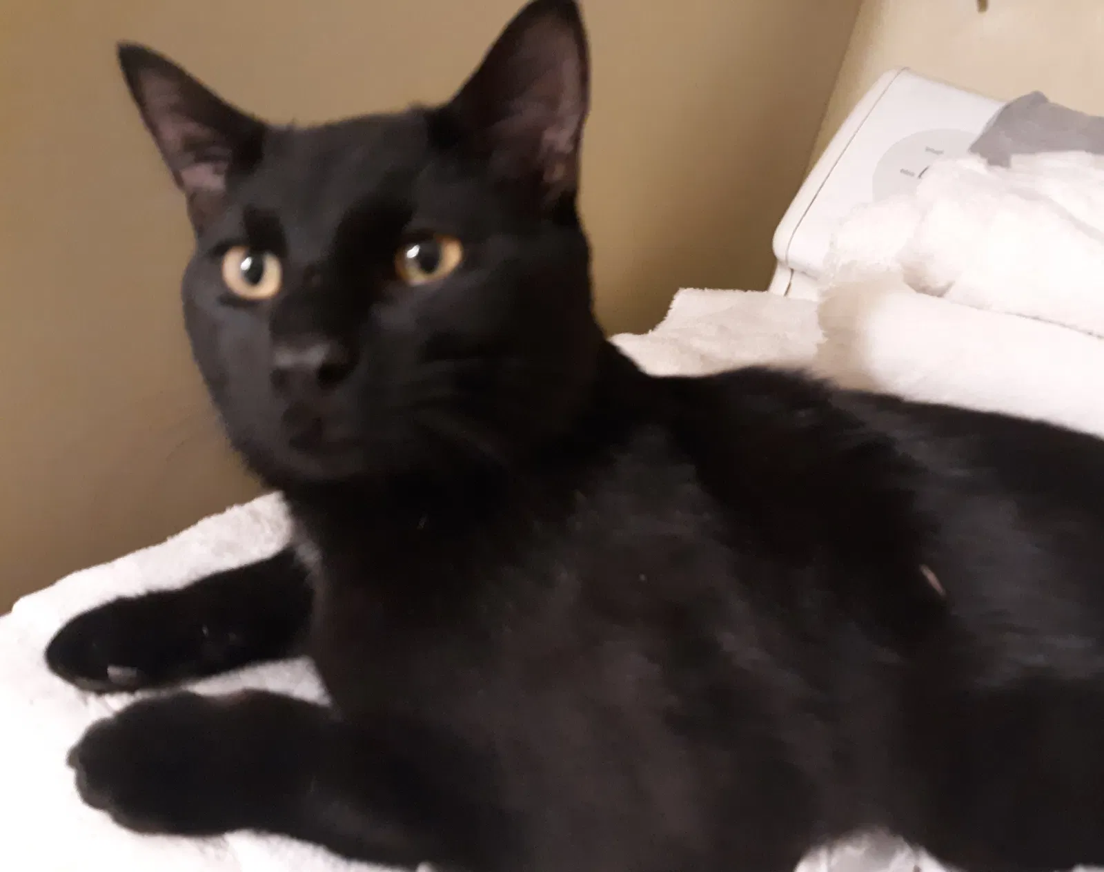 Lost cat in Marlborough, CT, 6447