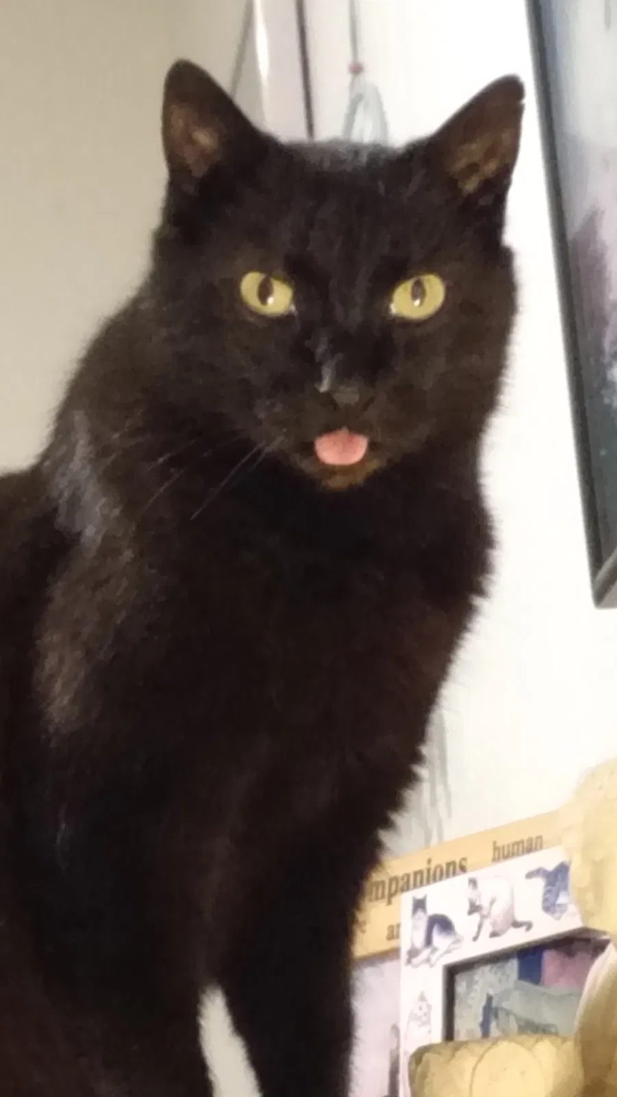 Lost cat in Santa Cruz, CA, 95060
