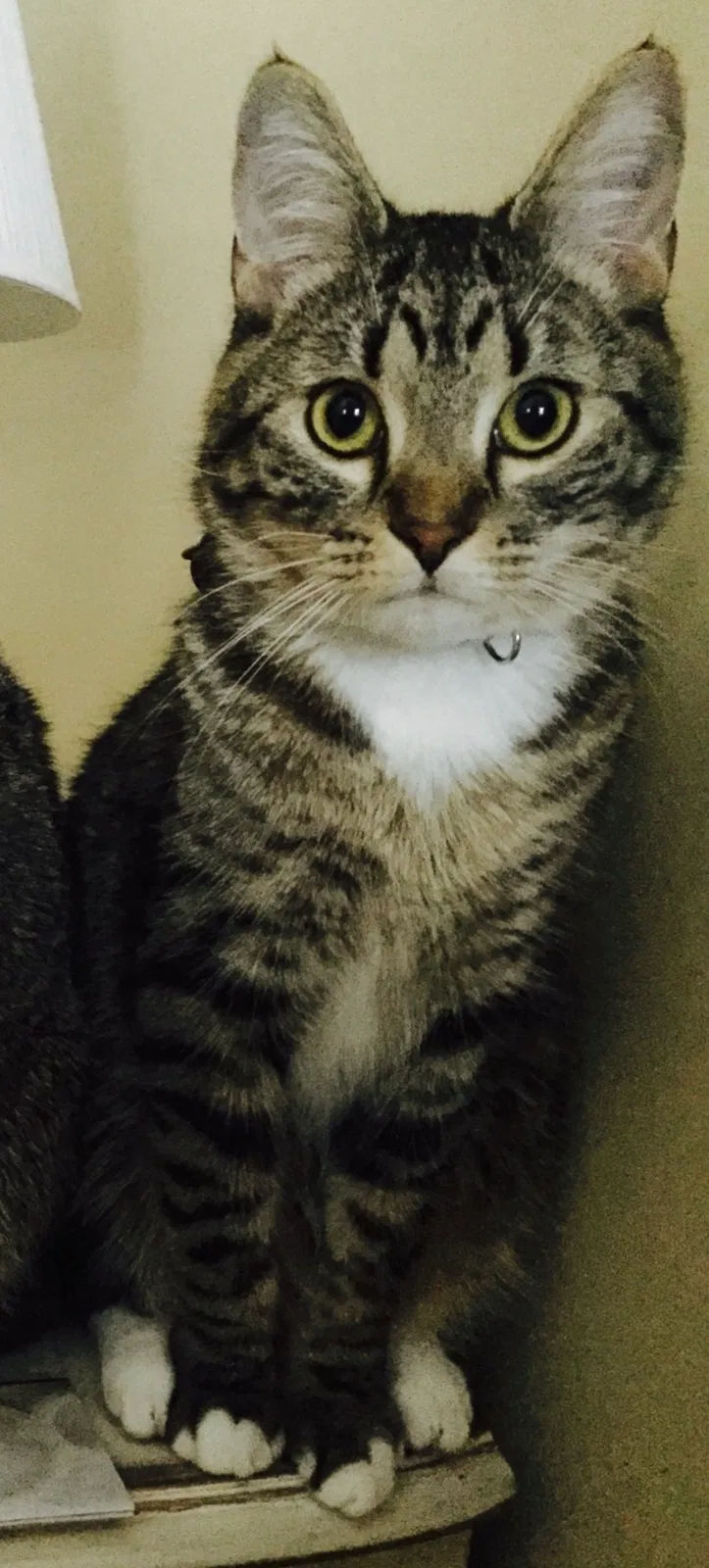 Lost cat in Chattanooga, TN, 37421