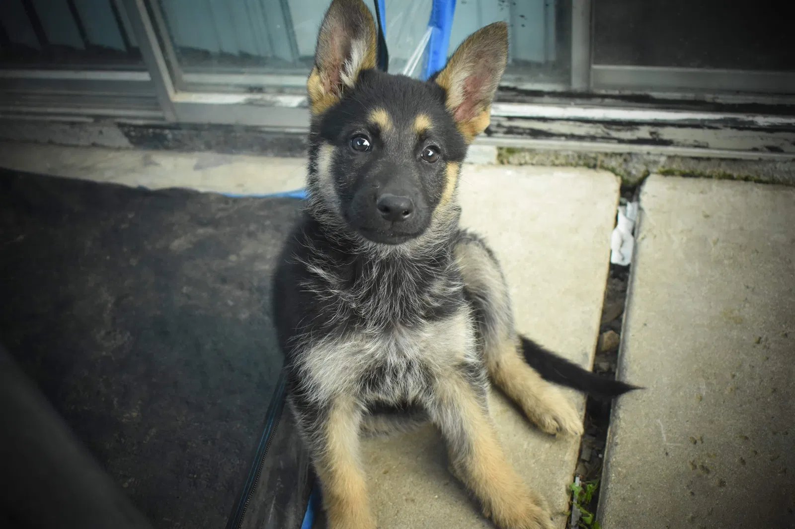 Lost dog in Oxnard, CA, 93033