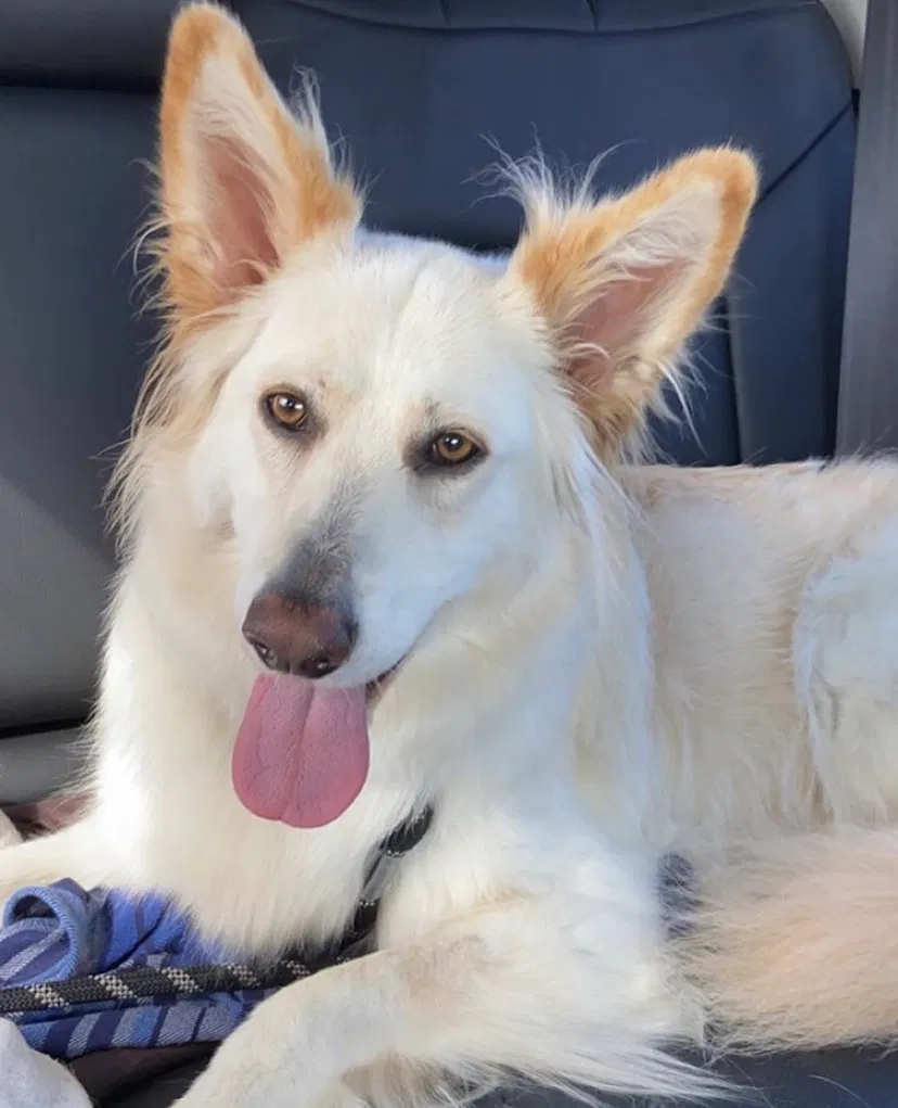 Lost dog in Little Rock, AR, 72211