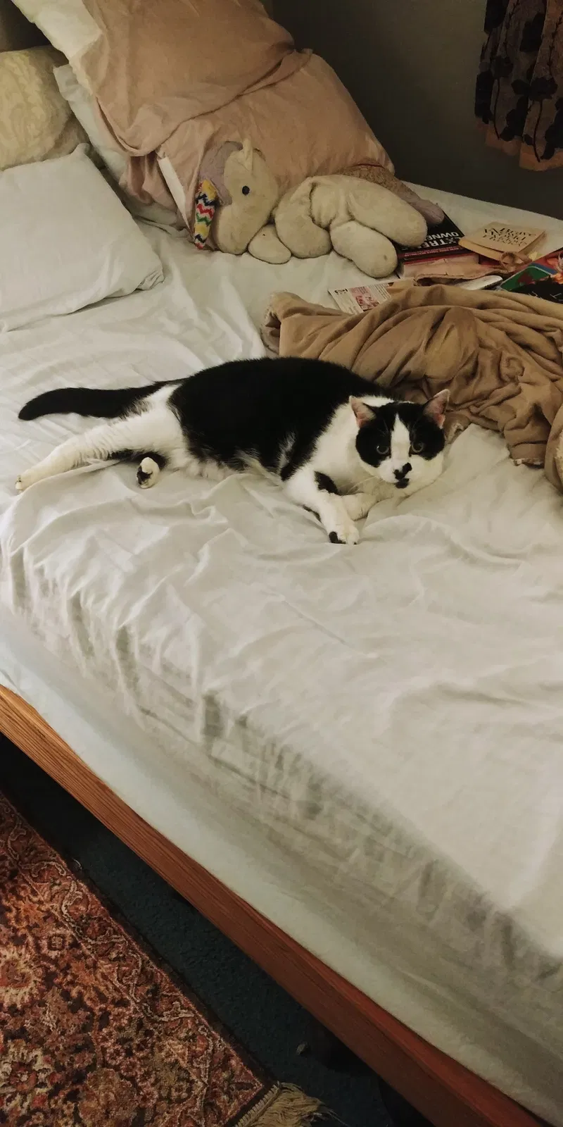 Lost cat in Manassas, VA, 20110