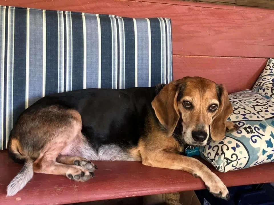 Lost dog in Clearwater, KS, 67026