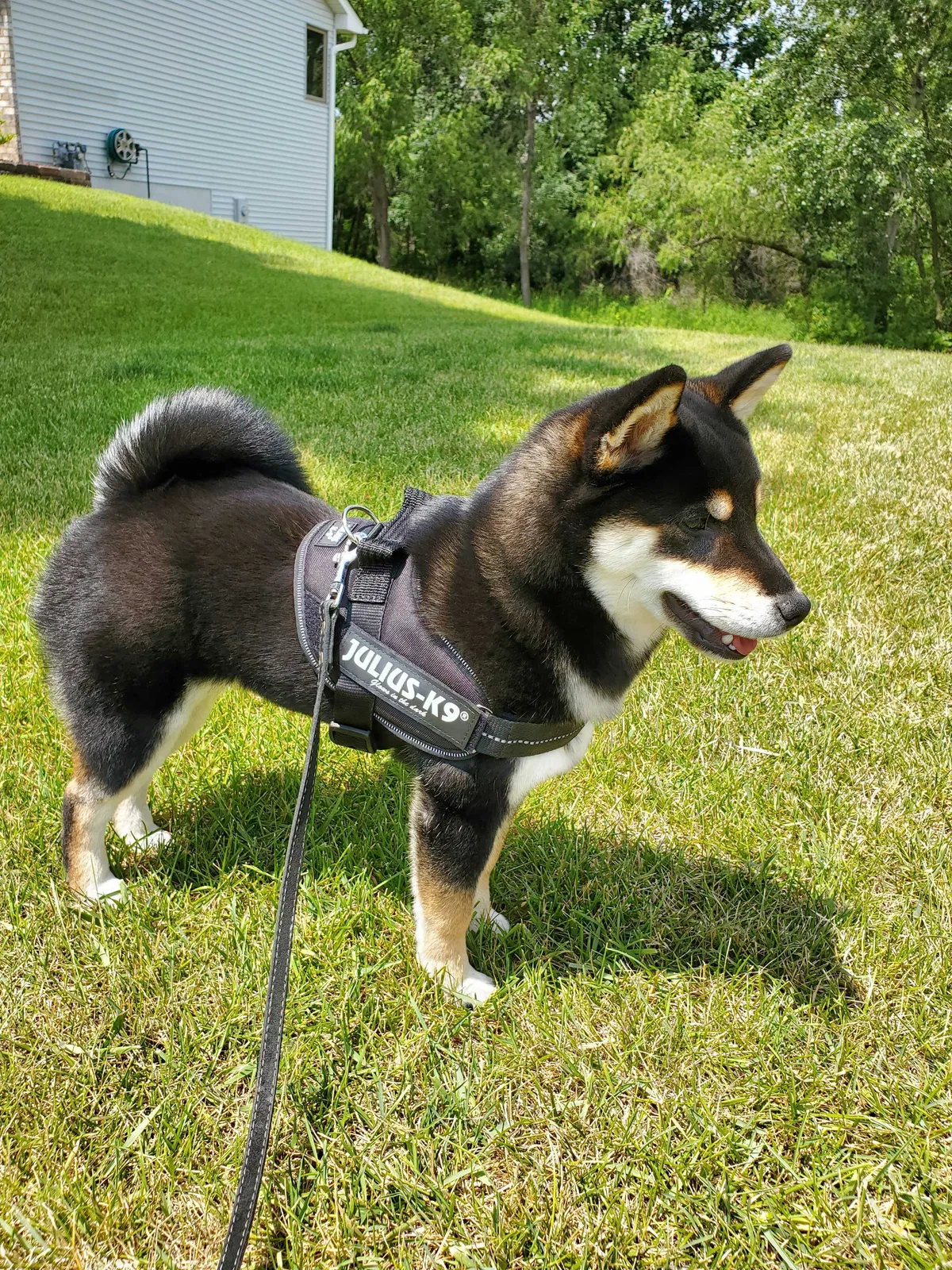 Lost dog in Minneapolis, MN, 55446