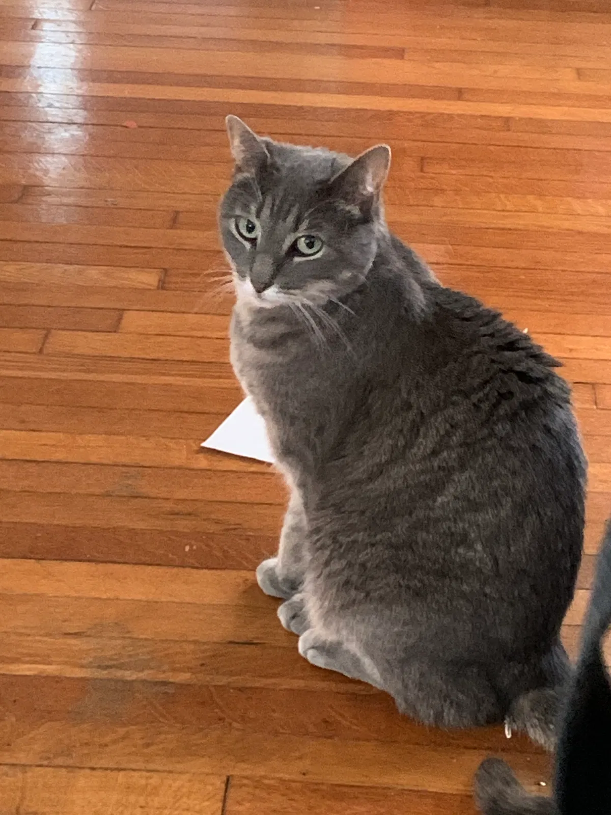Lost cat in Cincinnati, OH, 45213