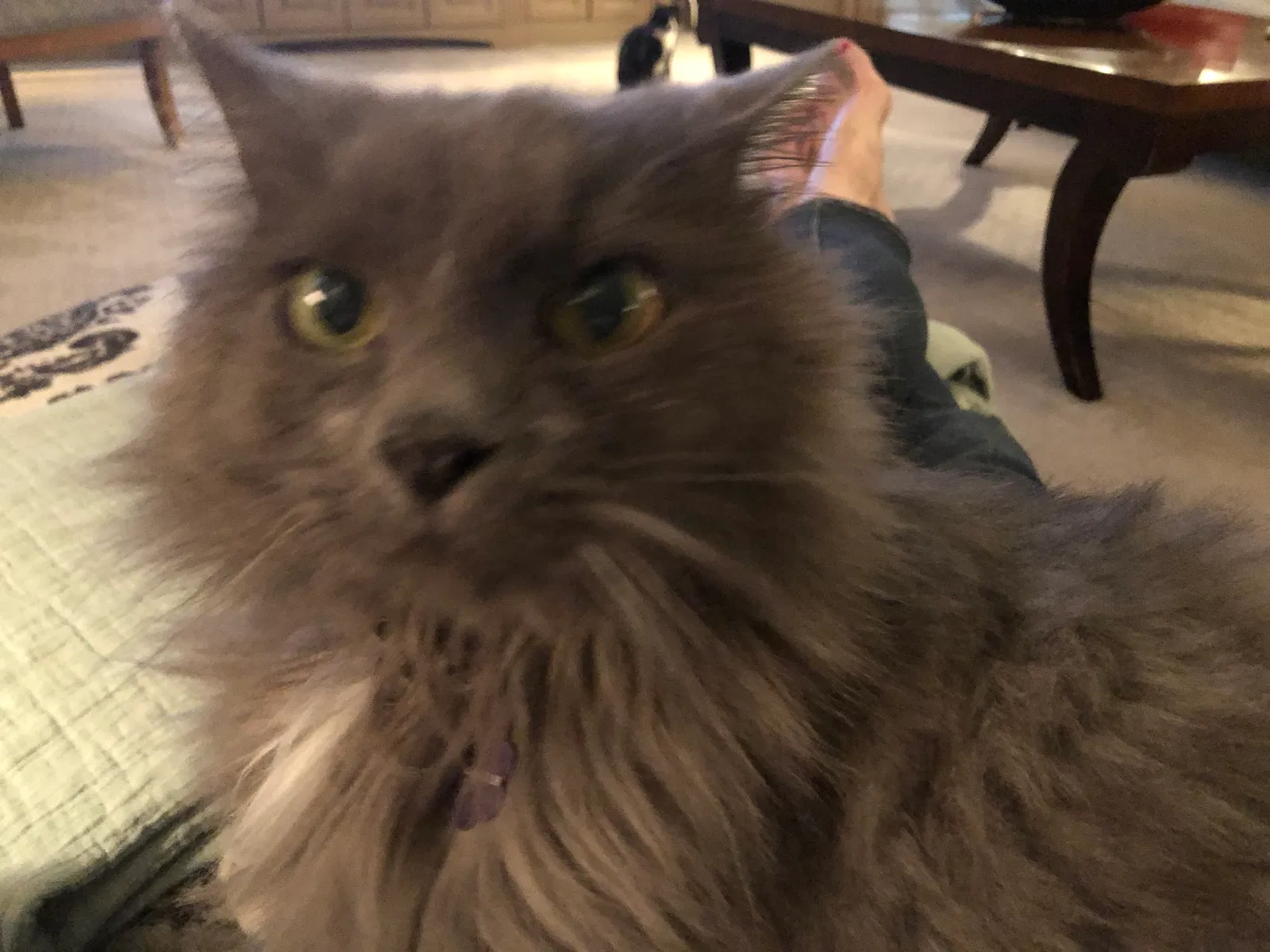 Lost cat in Matthews, NC, 28104