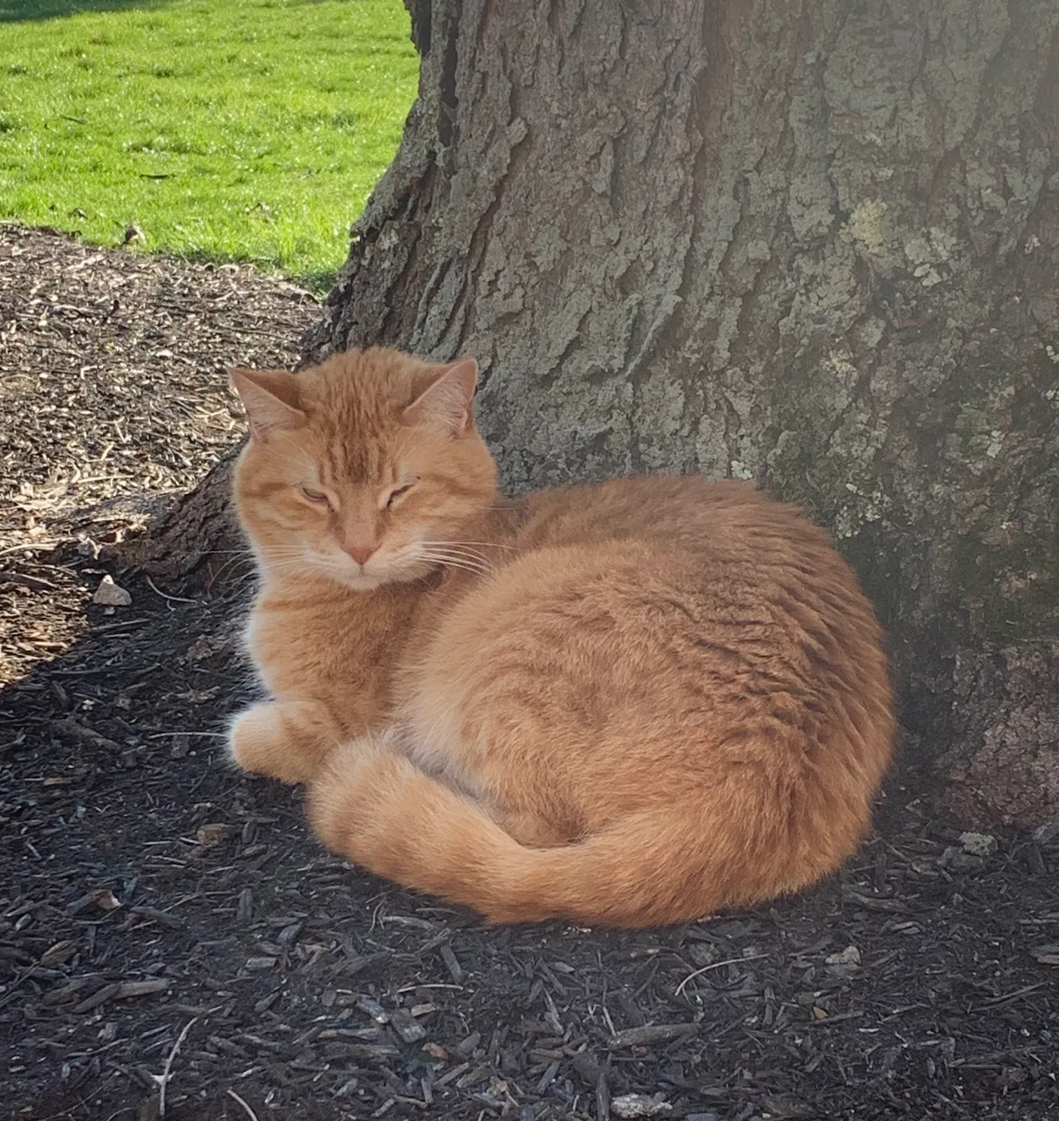 Lost cat in Delaware, OH, 43015