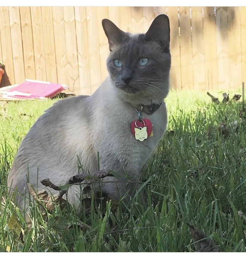 Lost cat in Pearland, TX, 77584