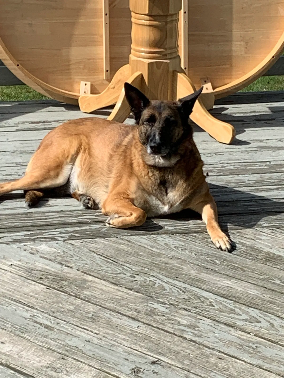 Lost dog in Elverson, PA, 19520