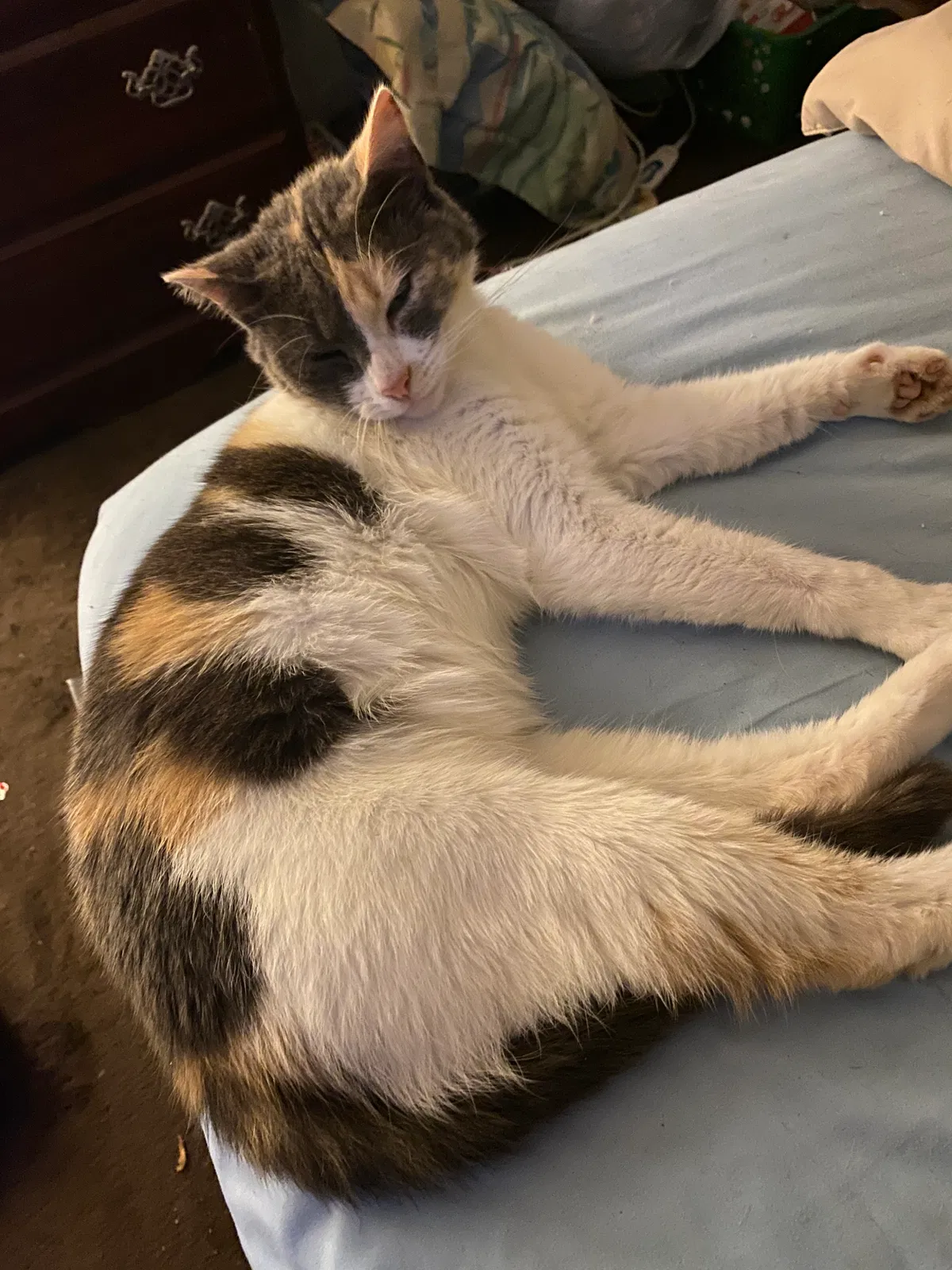 Lost cat in Port Tobacco, MD, 20677