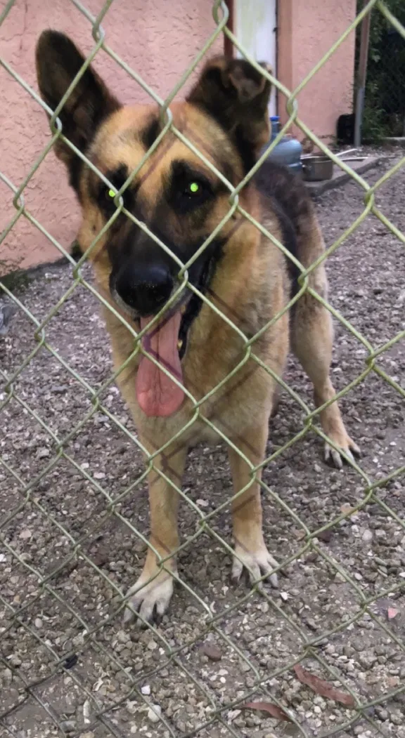 Lost dog in Lehigh Acres, FL, 33976