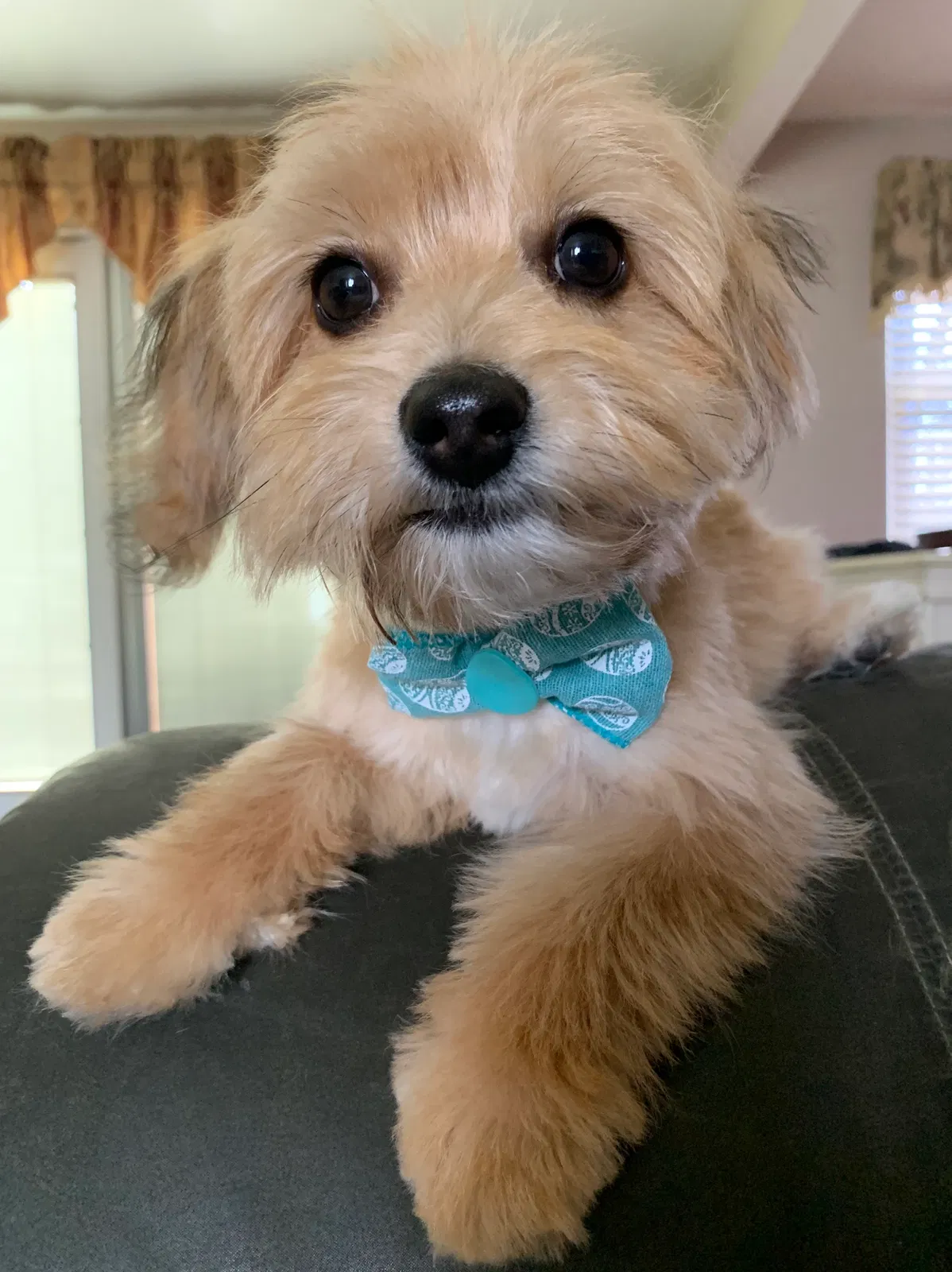 Lost dog in Venetia, PA, 15367