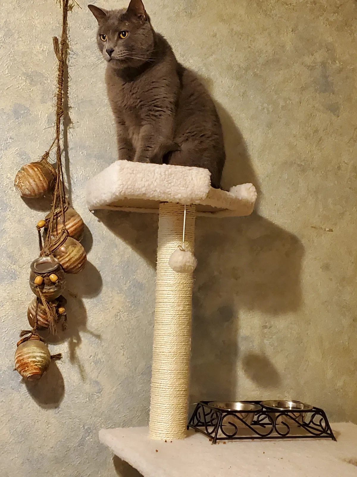 Lost cat in Aurora, CO, 80012