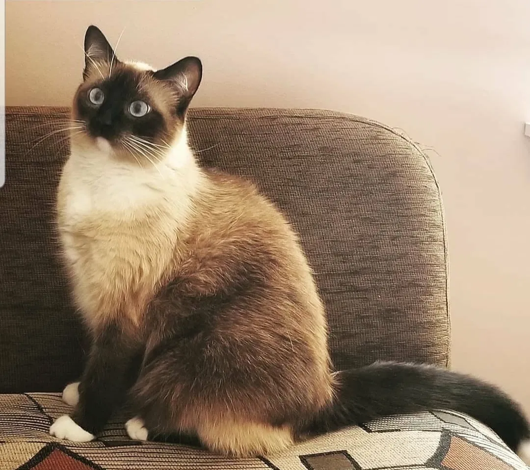 Lost cat in Buffalo Grove, IL, 60089